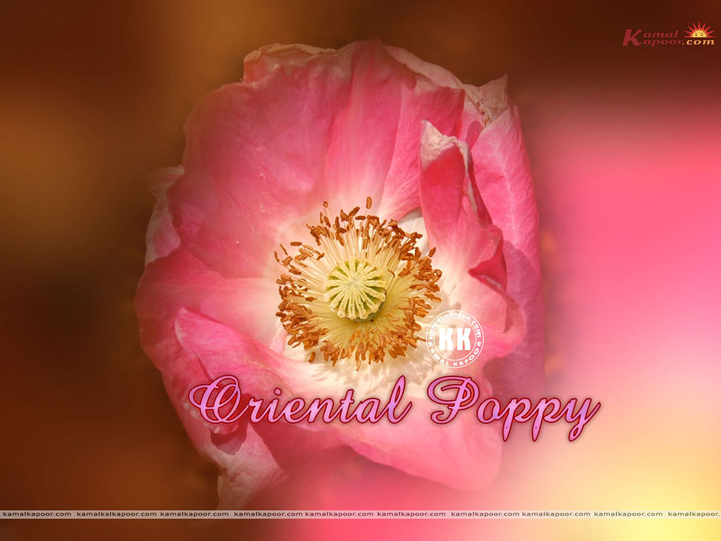Oriental Poppy Wallpaper